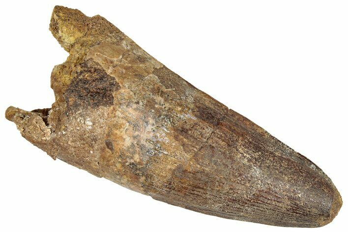 Fossil Spinosaurus Tooth - Robust Tooth #305577